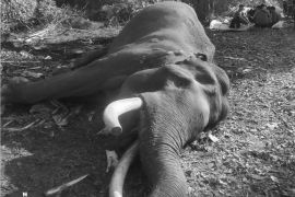 Fakta-fakta kematian gajah Indro, sang pahlawan konservasi dari Tesso Nilo