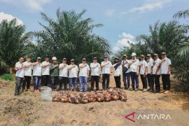Tembus Usia 2,5 tahun, sawit muda PTPN IV Regional III catat produksi di atas standar nasional