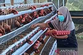 Peternak minta pemerintah mengambil langkah atasi anjloknya harga telur