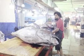 Hasil tangkapan tuna di Tripoli Libya kian masif