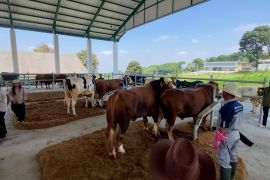 Inseminasi buatan jadi kunci percepatan swasembada daging