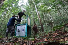 Lima orangutan kembali ke habitat alami di Kalteng