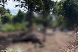 Seekor gajah di Taman Nasional Tesso Nilo mati usai jalani perawatan