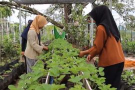 Pemkot Pontianak perkuat ketahanan pangan lewat hortikultura