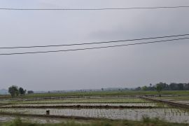 Nilai tukar petani Lampung naik di Juni ditopang sektor hortikultura