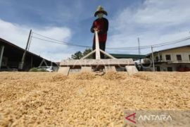BPS: Kenaikan NTP sinyal positif perbaikan sektor pertanian