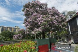 Singapura luncurkan standar nasional pertama untuk pemangkasan pohon