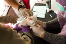 Dinas PKH Riau dan OPD 11 kabupaten/kota vaksin rabies 2.500 ekor lebih hewan