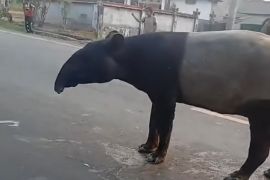 BKSDA cek tutupan lahan di sekitar lokasi kemunculan tapir