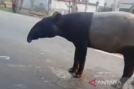 BKSDA Bengkulu cek tutupan lahan di sekitar lokasi kemunculan tapir