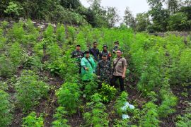 Kodim 0101/KBA &nbsp;temukan ladang ganja seluas 2,5 Ha di Aceh Besar
