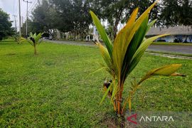 Petani di Natuna terima 38.500 bibit kelapa dari Kementan