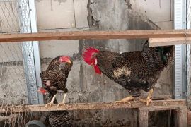 UGM-BRIN mrngembangkan konsep budi daya ayam kampung petelur dan maggot