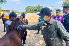 KPKP Jakbar gelar layanan kesehatan kuda di Pelmerah