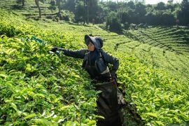 Membangun daya saing teh Indonesia melalui tata kelola sosial