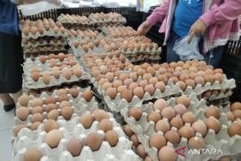 Peternak ayam petelur di Kabupaten Kudus masih bertahan di tengah anjloknya harga telur