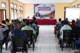 Tambrauw gelar pelatihan bagi peternak ayam petelur