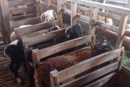 Tingkatkan populasi ternak domba dan kambing, Pemkab Lebak terapkan IB