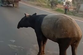 Polisi tangkap empat orang terduga pembunuh satwa liar