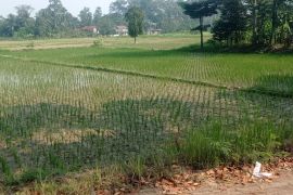 Tangani kekeringan, Distan Lebak bantu 43 unit pompa air