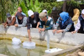 AKREL kembangkan budidaya ikan sistem akuaponik di Kepahiang
