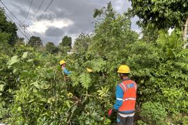 PLN Telaga Gorontalo rutin pangkas pohon untuk cegah gangguan listrik