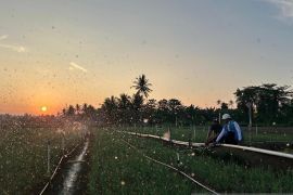 Tarif listrik triwulan III 2026 tetap, PLN siap jalankan kebijakan pemerintah dan jaga kualitas layanan ke Masyarakat
