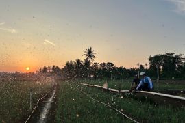 Tarif Listrik Triwulan III 2026 Tetap, PLN Siap Jalankan Kebijakan Pemerintah dan Jaga Kualitas Layanan ke Masyarakat