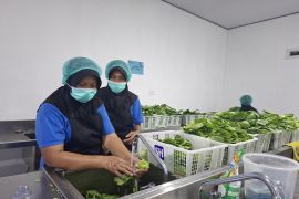 Satgas MBG sebut 91 dapur SPPG di daerah 3T Lampung dalam proses pembangunan