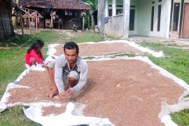 Pasokan terjaga, harga beras medium di Lebak relatif stabil