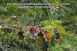 10 hektare sawit ilegal ditebang, TikTokers Jerhemy Nemo sembari tanam ratusan ribu pohon