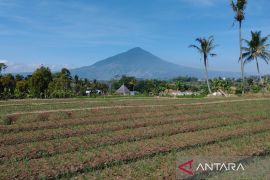 Pemkab Garut mitigasi kekeringan tanaman pangan akibat kemarau