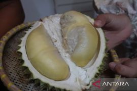 Pangkalpinang jadikan Destar Point pusat kuliner durian