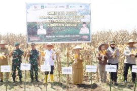 Plt. Bupati Tiorita pimpin panen raya jagung, perkuat swasembada pangan di Langkat