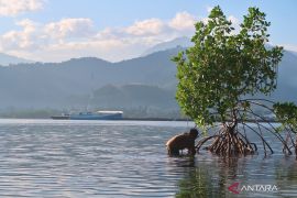 Indonesia promotes mangrove restoration to heal environment