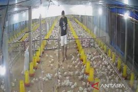 Progam MBG dongkrak permintaan ayam broiler di tingkat peternak