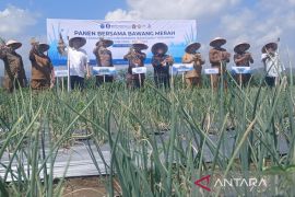BI panen bawang merah di lahan bekas lumpur banjir Pidie Jaya