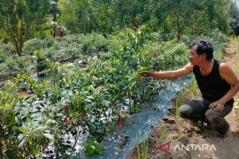 Distankan Rejang Lebong awasi distribusi 12.912 ton pupuk subsidi
