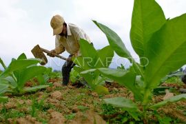 Bupati sebut RPMK berdampak pada ekosistem tembakau Temanggung