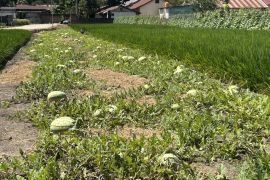 Pemkab Boalemo: Hilirisasi hasil pertanian dongkrak pendapatan petani