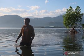 Menyemai harapan pada pohon mangrove