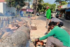 Disperkim Madiun pangkas pohon rawan tumbang saat musim kemarau