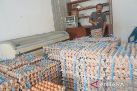 Mimika surplus telur dan kini jadi pemasok ke wilayah pegunungan Papua