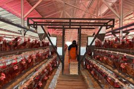 Lapas Ciangir budidaya ayam petelur produksi 860 kg telur per hari&nbsp;