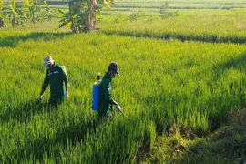 DP3 Sleman memperkuat pengendalian terpadu wereng jaga produktivitas padi