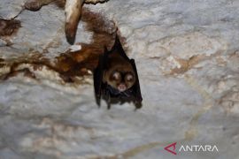 Denyut kehidupan dari karst Gua Batu Hapu di perut Meratus