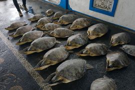 Indonesia releases 21 rescued green sea turtles into Bali waters