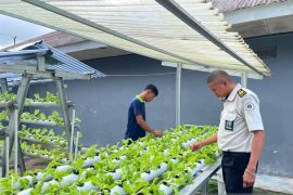 Rutan Ambon beri pembinaan hortikultura bagi warga binaan lewat budidaya tanaman selada
