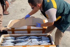 Karantina Papua Tengah periksa 1,5 ton ikan tongkol asal Fakfak