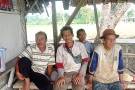 Pemkab Lebak dampingi petani lokal pasok sayuran untuk Program MBG